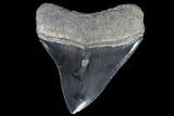 Serrated, Fossil Megalodon Tooth - Georgia #88668-1